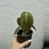 plant/Philodendron Melanochrysum (4" Pot) - Black Gold Philodendron-0-thumbnail