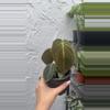 plant/Philodendron Melanochrysum (4" Pot) - Black Gold Philodendron-2-thumbnail