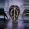 plant/Anthurium Carlablackiae unnumbered-0-thumbnail