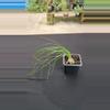 plant/Albuca humilis-0-thumbnail