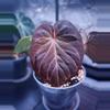 plant/Anthurium KOS-0-thumbnail