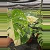 plant/4" Monstera Thai constellation-3-thumbnail