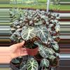 plant/Alocasia heart balloon-2-thumbnail