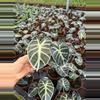 plant/Alocasia heart balloon-0-thumbnail