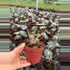 plant/Alocasia heart balloon-1-thumbnail