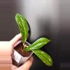 plant/Hoya rigidifolia splash, rooted cutting-0-thumbnail