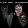 plant/Anthurium RLFS Carla x Rainbow Bess seedling-0-thumbnail