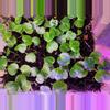 plant/Anthurium Complex Red Blush seedling-1-thumbnail