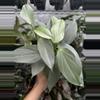 plant/Philodendron Silver Sword (4" Pot) - Philodendron Hastatum-1-thumbnail