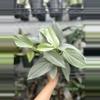 plant/Philodendron Silver Sword (4" Pot) - Philodendron Hastatum-0-thumbnail