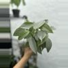 plant/Philodendron Silver Sword (4" Pot) - Philodendron Hastatum-2-thumbnail