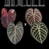 plant/Anthurium Complex Red Blush seedling-0-thumbnail