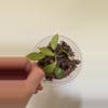 plant/Philodendron snowdrift-2-thumbnail