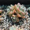 plant/Echeveria Ice Green Cluster( 2 to 3 heads 2.5 to 3 inches )-1-thumbnail
