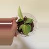 plant/Philodendron snowdrift-1-thumbnail