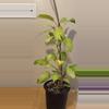 plant/Philodendron Thai sunrise-1-thumbnail