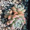 plant/Echeveria Ice Green Cluster( 2 to 3 heads 2.5 to 3 inches )-0-thumbnail