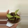 plant/Philodendron snowdrift-0-thumbnail