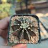 plant/Gymnocalycium Mihanovichii LB2178 1in plant (Minial Roots)-0-thumbnail