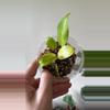 plant/Philodendron Thai sunrise-0-thumbnail