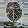 plant/Anthurium Complex Red Blush seedling - 3 PACK-1-thumbnail