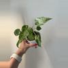 plant/Alocasia Cuculatta Mint Variegated Pup-0-thumbnail