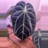 plant/1 Anthurium pink lemonade x windy dress X Brielle-1-thumbnail