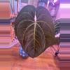 plant/1 Anthurium pink lemonade x windy dress X Brielle-0-thumbnail