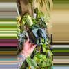 plant/CUSTOM Geometric Elephant - Specialty Colors-1-thumbnail