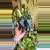 plant/CUSTOM Geometric Elephant - Specialty Colors-0-thumbnail