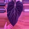 plant/1 Anthurium blue velvet x AOS X Carla x Bvep-0-thumbnail