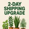 plant/2-day shipping upgrade-0-thumbnail