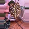 plant/1 Anthurium pink lemonade x windy dress X Brielle-2-thumbnail