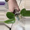 plant/Hoya Hanhiae 2 Rooted Cuttings W/3 New Leaves + 2 New Stems-Some Cosmetic Damage-1-thumbnail