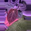 plant/Anthurium (Besseae aff x Antalokii) Blue Velvet-0-thumbnail