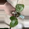 plant/Hoya Hanhiae 2 Rooted Cuttings W/3 New Leaves + 2 New Stems-Some Cosmetic Damage-0-thumbnail