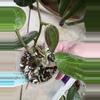 plant/Hoya Hanhiae 2 Rooted Cuttings W/3 New Leaves + 2 New Stems-Some Cosmetic Damage-2-thumbnail