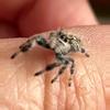 plant/Regal Babies (jumping Spiders 🖤🕸️🕷️)-1-thumbnail
