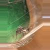 plant/Regal Babies (jumping Spiders 🖤🕸️🕷️)-0-thumbnail
