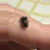 plant/Ardens babies Jumping Spiders-0-thumbnail