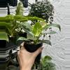 plant/Philodendron Birkin 4 Inch Pot-1-thumbnail