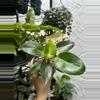 plant/Philodendron Birkin 4 Inch Pot-0-thumbnail