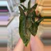 plant/Alocasia Shattered Glass Corms *Grower’s Choice*-4-thumbnail