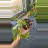 plant/Raphidaphora tetrasperma-0-thumbnail