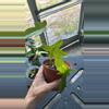 plant/Florida ghost-0-thumbnail