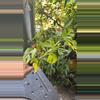 plant/Raphidaphora tetrasperma-0-thumbnail