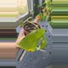 plant/Raphidaphora tetrasperma-1-thumbnail