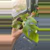 plant/Raphidaphora tetrasperma-1-thumbnail