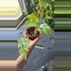plant/Raphidaphora tetrasperma-0-thumbnail