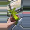 plant/Florida ghost-1-thumbnail